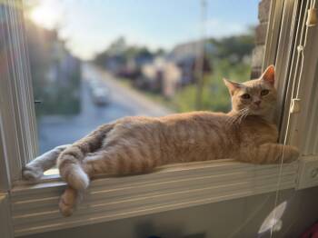 Rescue Domestic Short Hair Cats for Adoption in Fishers, Indiana - CJ | PetCurious