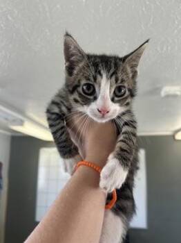 Vaughan -  Domestic Short Hair Cat for Adoption in West Memphis, Arkansas - Vaughan | PetCurious