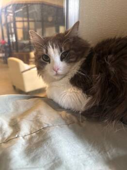 Domestic Medium Hair Cats Available for Adoption in Douglasville, Georgia - Al | PetCurious