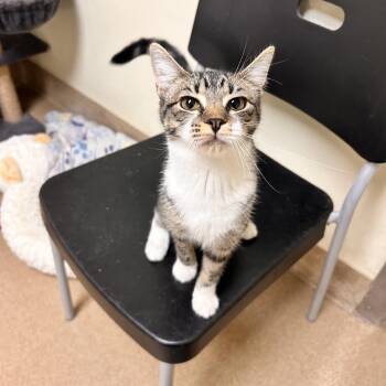 Banshee -  Domestic Short Hair Cat for Adoption in Myerstown, Pennsylvania - Banshee | PetCurious