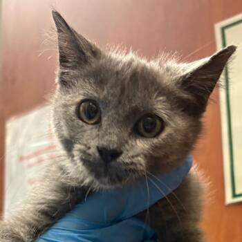 Gertude -  Domestic Short Hair Cat for Adoption in Yuma, Arizona - Gertude | PetCurious