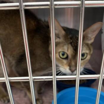 Marnie -  Abyssinian Cat for Adoption in Port Charlotte, Florida - Marnie | PetCurious