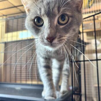 Tootsie -  Domestic Short Hair Cat Available for Adoption in Hudson, New York - Tootsie | PetCurious