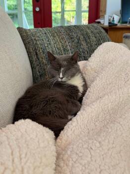Chuck -  Domestic Medium Hair Cat Available for Adoption in Ellijay, Georgia - Chuck | PetCurious