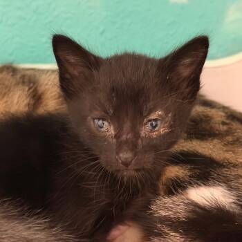 Domestic Medium Hair Cats Available for Adoption in Lake Jackson, Texas - Birk | PetCurious
