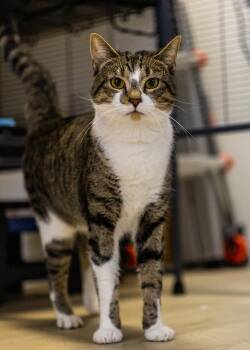 Chip -  Domestic Short Hair Cat for Adoption in North Haven, Connecticut - Chip | PetCurious