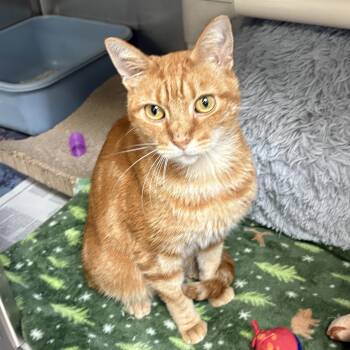 Zenzi -  Domestic Short Hair Cat for Adoption in Beacon, New York - Zenzi | PetCurious