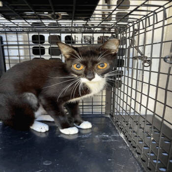 Rescue Domestic Short Hair Cats for Adoption in Tampa, Florida - Milie | PetCurious