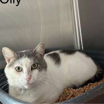 Olly -  Domestic Short Hair Cat for Adoption in Knoxville, Tennessee - Olly | PetCurious