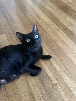 Rescue Domestic Short Hair Cats for Adoption in Yorktown, Indiana - Violet | PetCurious