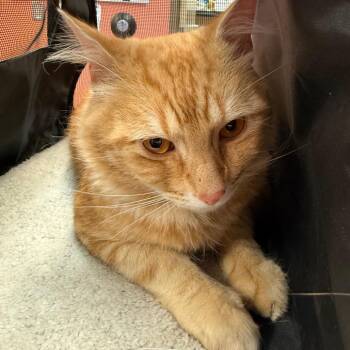 Hot Wheels -  Domestic Medium Hair Cat for Adoption in Flagstaff, Arizona - Hot Wheels | PetCurious