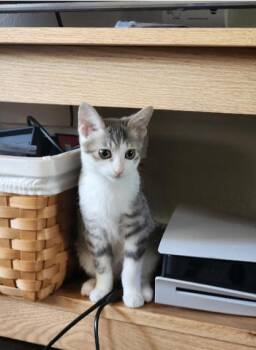 Cilantro -  Domestic Short Hair Cat for Adoption in Fort Collins, Colorado - Cilantro | PetCurious