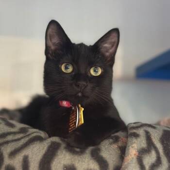NCI5595 Evelyn -  Domestic Short Hair Cat for Adoption in Port Washington, New York - NCI5595 Evelyn | PetCurious