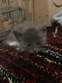 Domestic Short Hair Cats Available for Adoption in Dallas, Texas - MITTENS | PetCurious