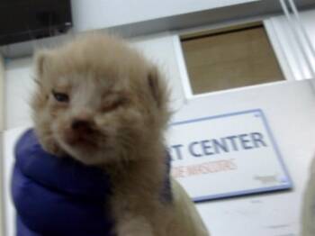 Domestic Medium Hair Cats Available for Adoption in Dallas, Texas - HOWARD | PetCurious
