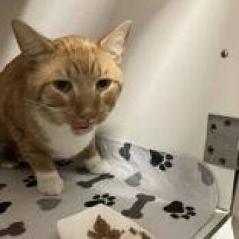 Big Red -  Domestic Short Hair Cat for Adoption in Hilliard, Ohio - Big Red | PetCurious