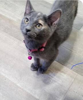 Shiloh -  Dilute Tortoiseshell Cat for Adoption in Albuquerque, New Mexico - Shiloh | PetCurious