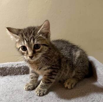 Bruno -  Domestic Short Hair Cat for Adoption in East Hanover, New Jersey - Bruno | PetCurious