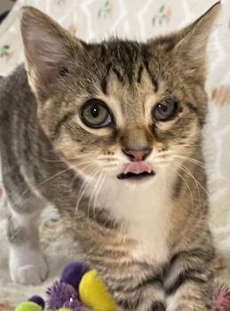 Tres leches -  Domestic Short Hair Cat for Adoption in Bethel, Ohio - Tres Leches | PetCurious