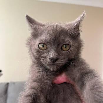 Carson -  Domestic Short Hair Cat for Adoption in Lyndhurst, Virginia - Carson | PetCurious