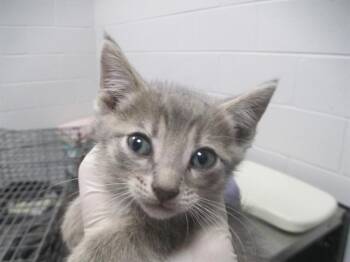A382830 -  Domestic Short Hair Cat for Adoption in Ocala, Florida - A382830 | PetCurious