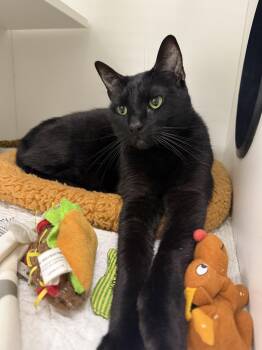 Domestic Short Hair Cats Available for Adoption in INDN HBR BCH, Florida - Hexagon | PetCurious