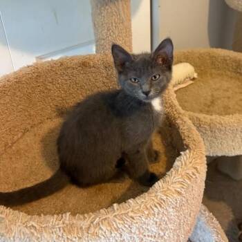 Pretty girl Papaya -  Russian Blue and Domestic Short Hair Cat for Adoption in Randolph, Massachusetts - Pretty Girl Papaya | PetCurious