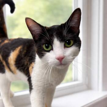 Domestic Short Hair Cats Available for Adoption - Amy | PetCurious