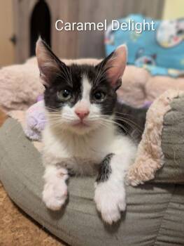 Caramel delight -  Domestic Short Hair Cat for Adoption in Vancouver, Washington - Caramel Delight | PetCurious