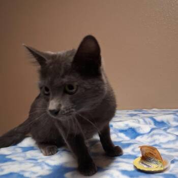Sparkle -  Domestic Short Hair Cat for Adoption in Stilwell, Oklahoma - Sparkle | PetCurious