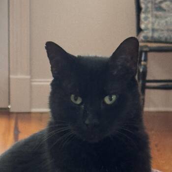 William -  Domestic Short Hair Cat for Adoption in Granby, Connecticut - William | PetCurious