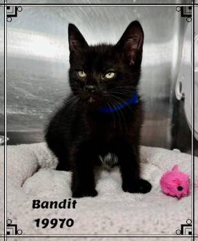 BANDIT -  Domestic Short Hair and Bombay Cat for Adoption in Marietta, Georgia - BANDIT | PetCurious