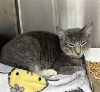 GLOSSY MANTLE -  Domestic Short Hair Cat for Adoption in Indianapolis, Indiana - GLOSSY MANTLE | PetCurious