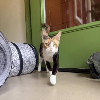 Domestic Short Hair Cats Available for Adoption in Kailua-kona, Hawaii - Nala | PetCurious