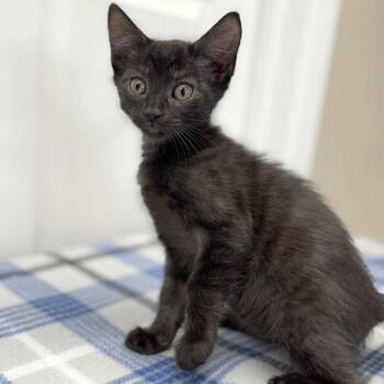 Coal -  Domestic Short Hair Cat for Adoption in Medford, Oregon - Coal | PetCurious