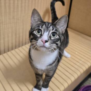 Domestic Short Hair Cats Available for Adoption in Warr Acres, Oklahoma - Hawk | PetCurious