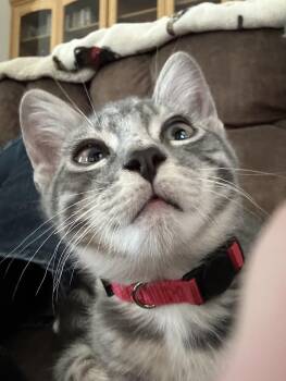 Rescue Tortoiseshell and Domestic Short Hair Cats for Adoption in Joshua Tree, California - TOM COLLINS | PetCurious