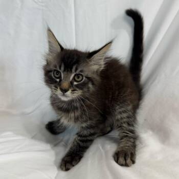 Domestic Medium Hair Cats Available for Adoption in Sunnyvale, California - Jackson | PetCurious