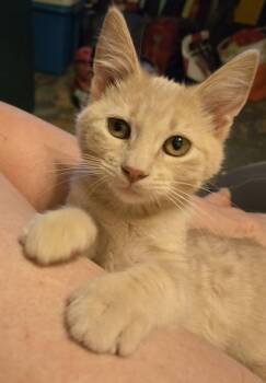 Waltz -  Domestic Short Hair Cat for Adoption in Sioux Falls, South Dakota - Waltz | PetCurious