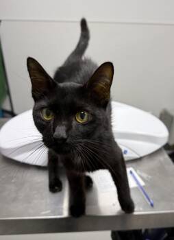 If 12 -  Domestic Short Hair Cat for Adoption in Lawrenceville, Georgia - If 12 | PetCurious