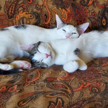 Marco & Polo (bonded) -  Domestic Short Hair Cat for Adoption in Crown Point, Indiana - Marco & Polo (bonded) | PetCurious