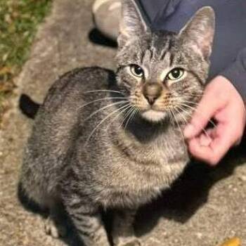 Domestic Short Hair Cats Available for Adoption in Concord, New Hampshire - Spec | PetCurious