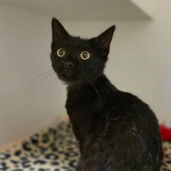 Ixi -  Domestic Short Hair Cat for Adoption in Phoenix, Arizona - Ixi | PetCurious