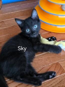 SKY -  Domestic Short Hair Cat for Adoption in St. Peters, Missouri - SKY | PetCurious