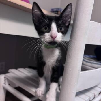 Crunchwrap -  Domestic Short Hair Cat for Adoption in Chattanooga, Tennessee - Crunchwrap | PetCurious