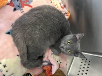 Rescue Russian Blue Cats for Adoption in Pittsburg, Kansas - Relish | PetCurious