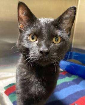Rescue Domestic Short Hair Cats for Adoption in Fall River, Massachusetts - Putter | PetCurious