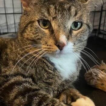 Tabby Cats Available for Adoption - Linus | PetCurious