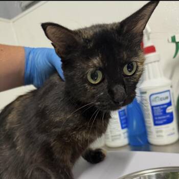 Duchess -  American Shorthair Cat for Adoption in Spring Hill, Kansas - Duchess | PetCurious