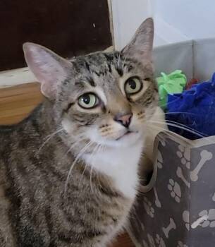 Thunder -  Domestic Short Hair Cat for Adoption in Oak Forest, Illinois - Thunder | PetCurious